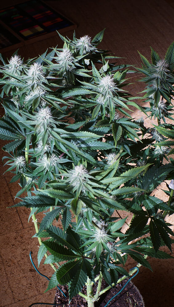 Growreport Bild 3