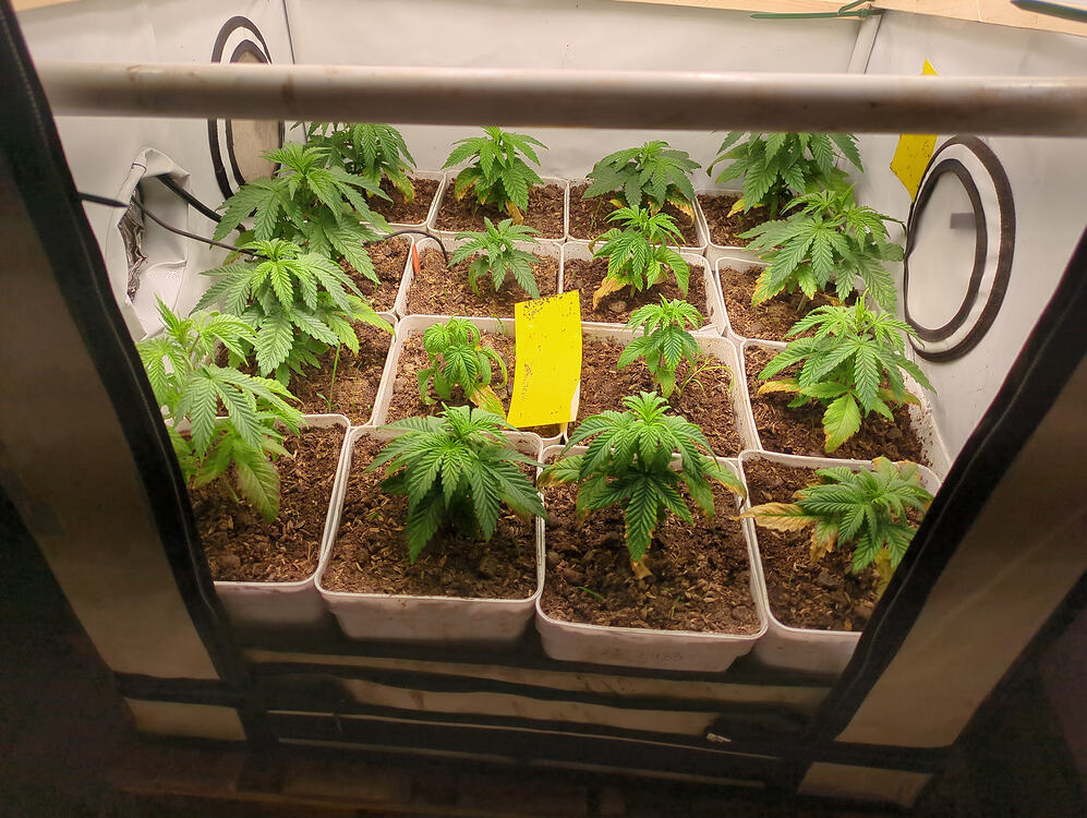 Growreport Bild 13
