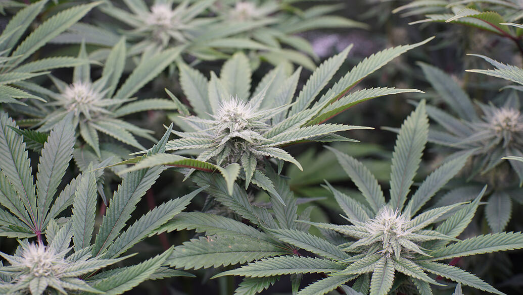 Growreport Bild 19