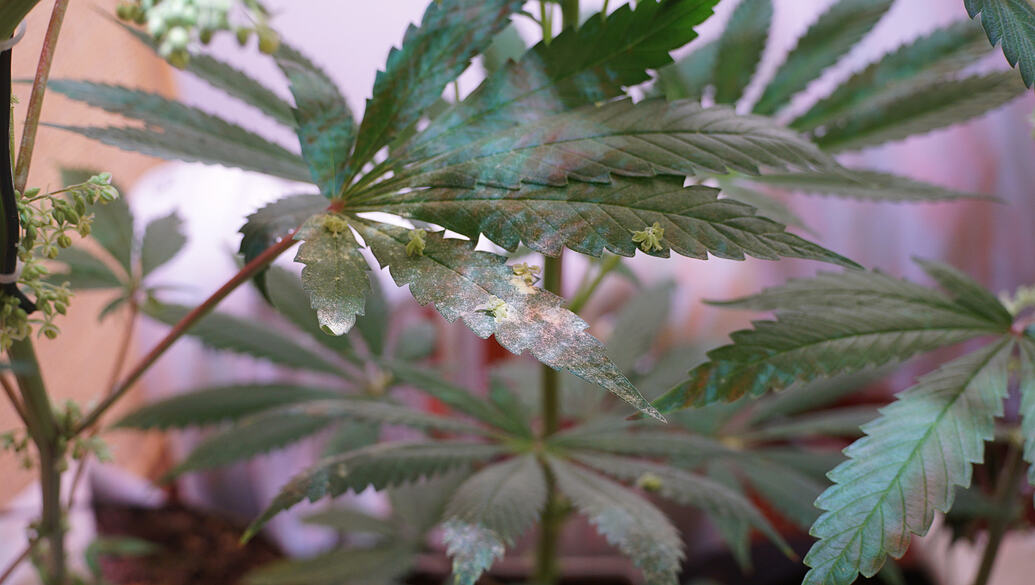 Growreport Bild 6