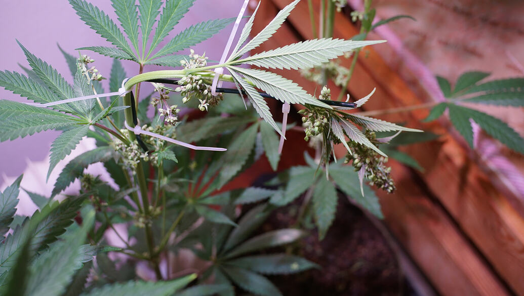 Growreport Bild 7