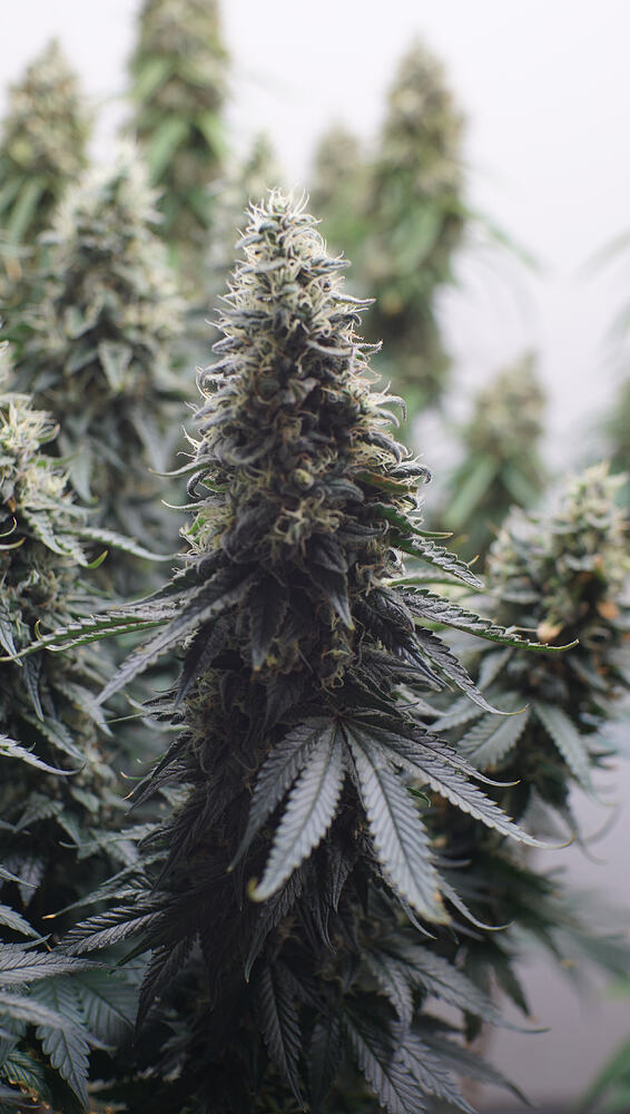 Growreport Bild 16