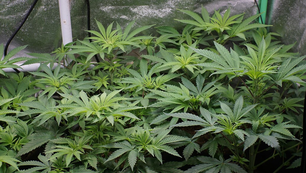 Growreport Bild 7