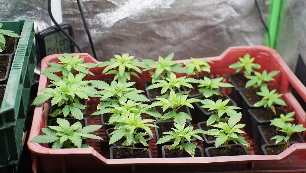 Mehrere junge Cannabispflanzen in kleinen schwarzen Töpfen, die in einer roten Kunststoffkiste stehen.