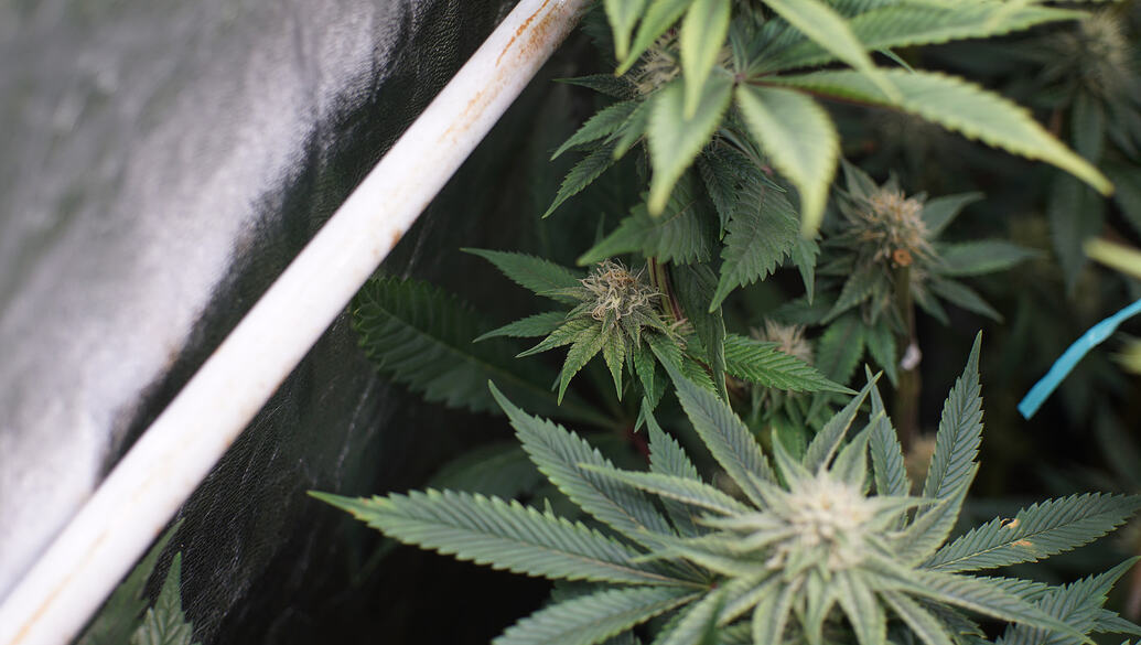 Growreport Bild 12