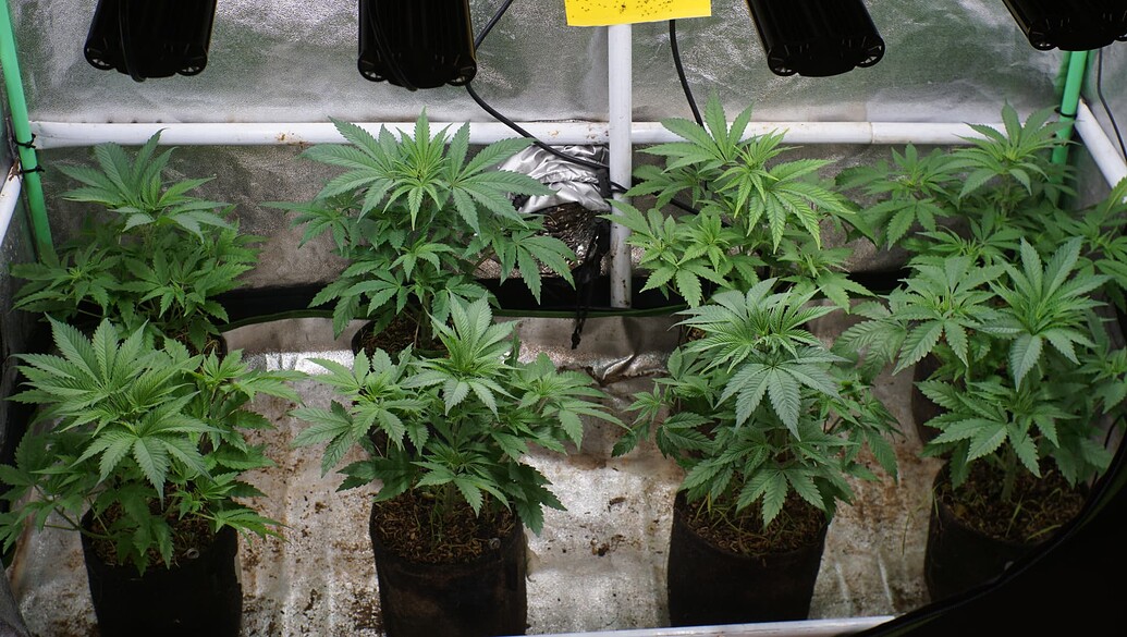 Growreport Bild 13