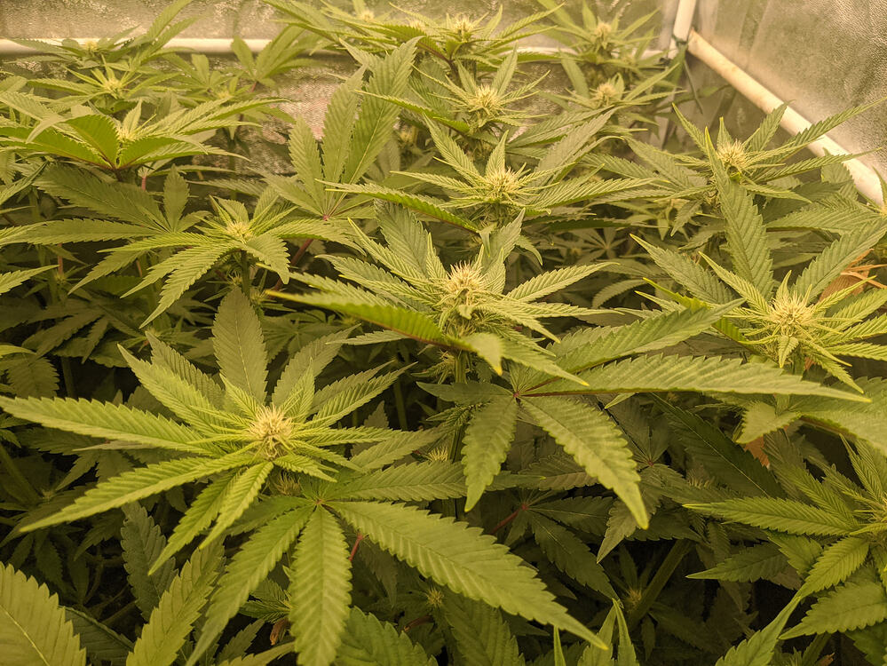 Growreport Bild 15