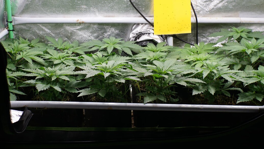 Growreport Bild 9