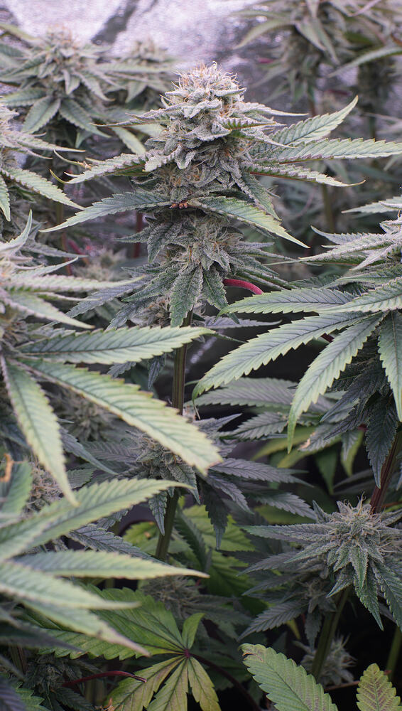Growreport Bild 7