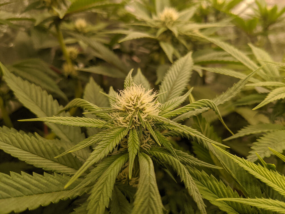 Growreport Bild 18