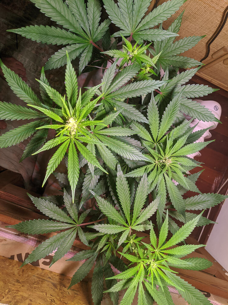 Growreport Bild 8
