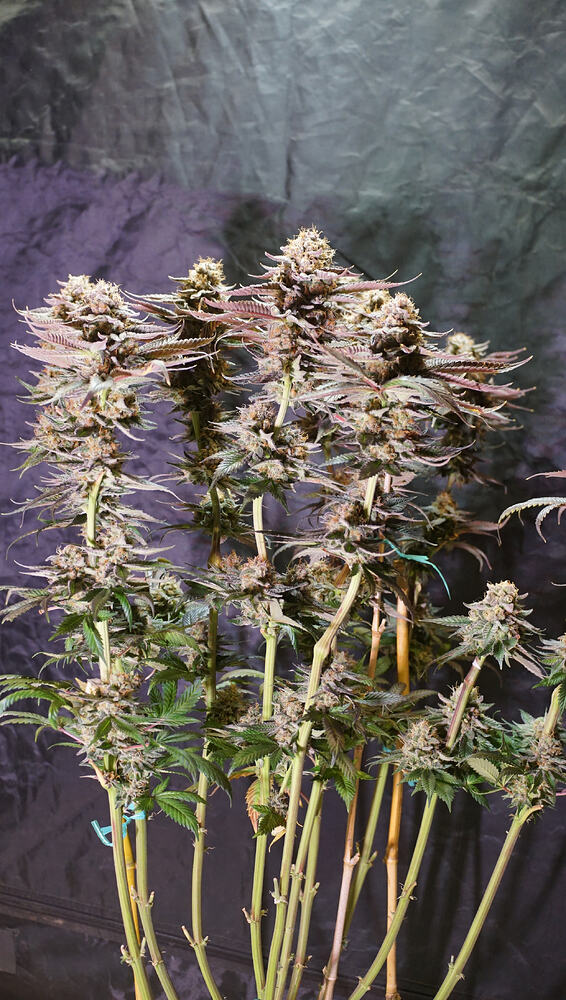 Growreport Bild 2
