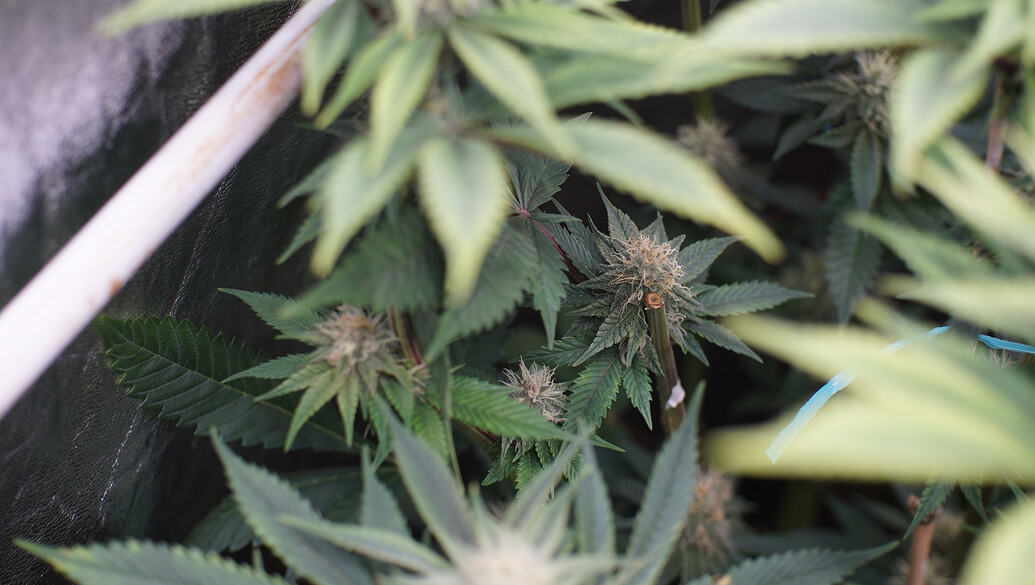 Growreport Bild 11