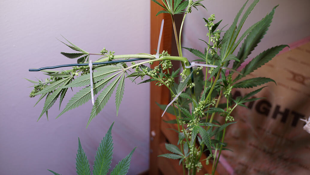 Growreport Bild 9