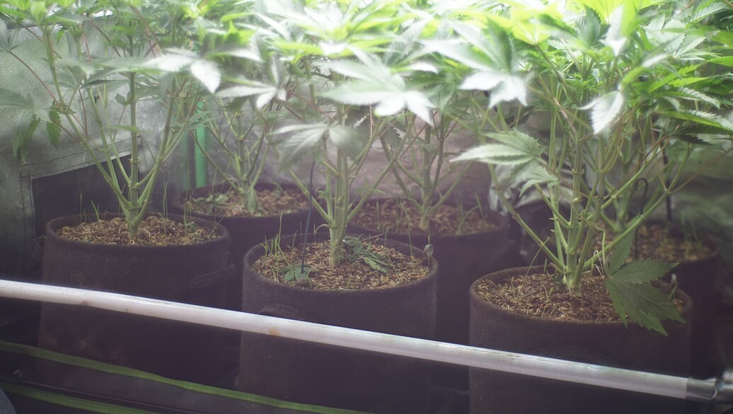 Mehrere Cannabis-Pflanzen in Stofftöpfen in einem Growzelt, die sich in der frühen Blütephase befinden.