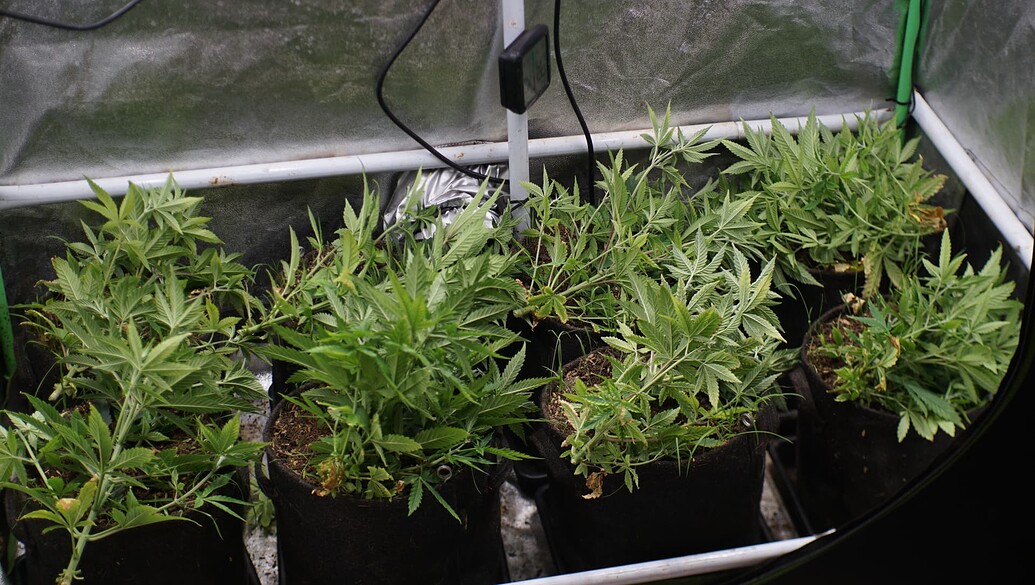 Vier Cannabis-Pflanzen in Stofftöpfen in einem Growzelt, die Anzeichen von Stress und Mangelerscheinungen zeigen.