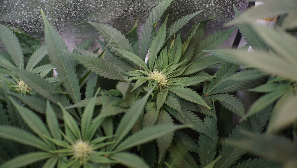 Nahaufnahme einer Cannabis-Pflanze in der frühen Blütephase mit sichtbaren Blütenansätzen und gesundem Blattwerk.
