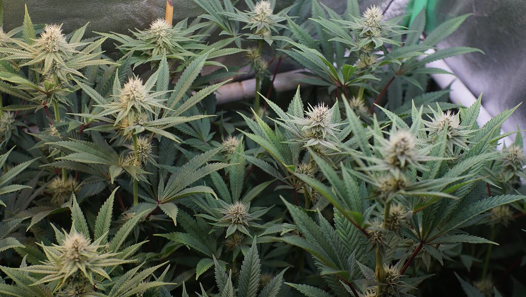 Nahaufnahme von mehreren Cannabis-Pflanzen in der Blütephase innerhalb eines Grow-Zeltes.