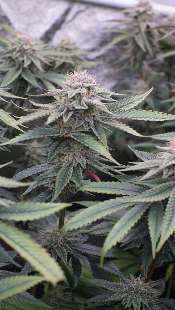Growreport Bild 10