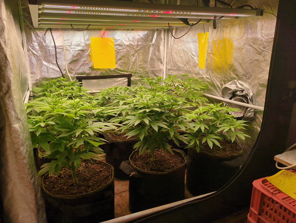 Growreport Bild 1