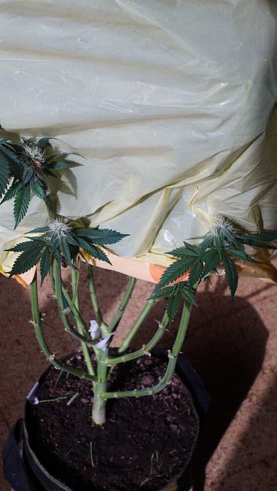 Growreport Bild 4