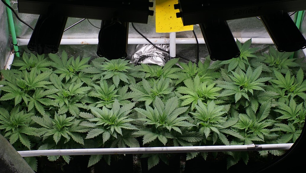 Growreport Bild 5