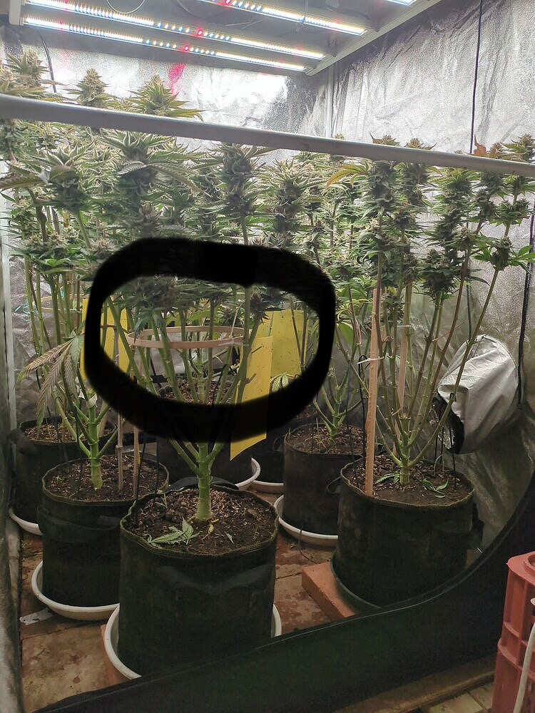 Growreport Bild 14