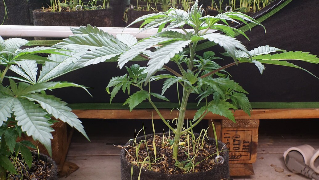 Growreport Bild 11