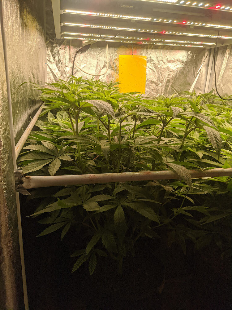 Growreport Bild 7