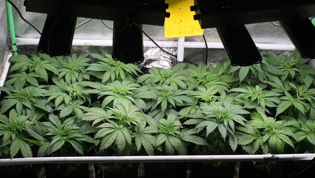 Growreport Bild 6