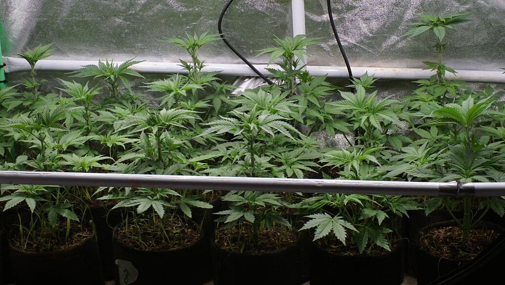 Growreport Bild 6