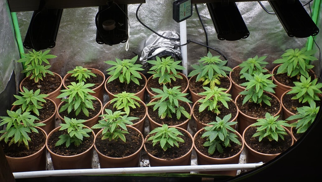 Mehrere junge Cannabispflanzen in Töpfen unter einer Grow-Lampe in einem Zelt.