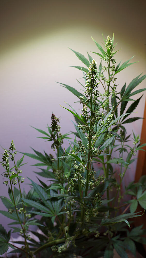 Growreport Bild 3