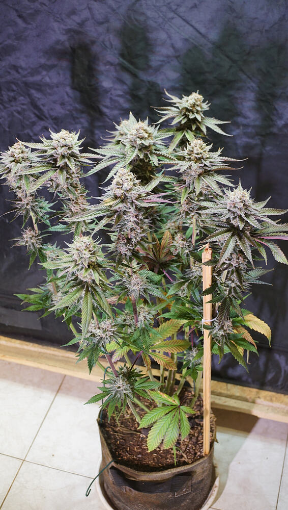 Growreport Bild 7