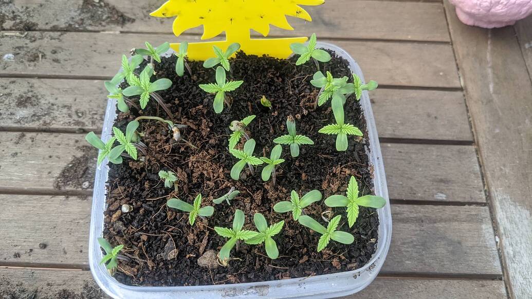 Eine Gruppe von Cannabis-Sämlingen in einer quadratischen Plastikschale mit einer gelben Gelbtafel zur Schädlingsbekämpfung.
