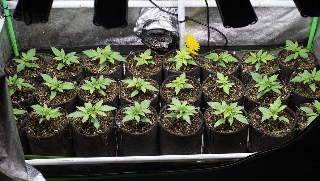 Eine Gruppe von jungen Cannabis-Sämlingen in Stofftöpfen unter einer Grow-Lampe in einem Zelt.