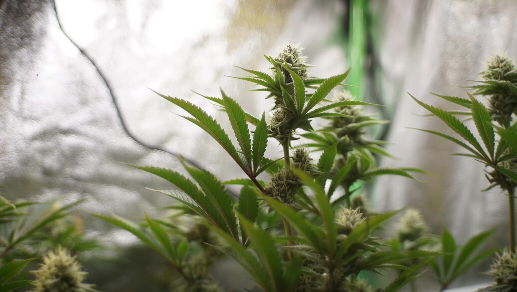 Growreport Bild 5