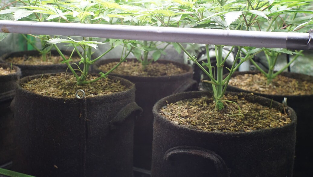 Mehrere Cannabis-Pflanzen in schwarzen Stofftöpfen in einem Grow-Zelt.