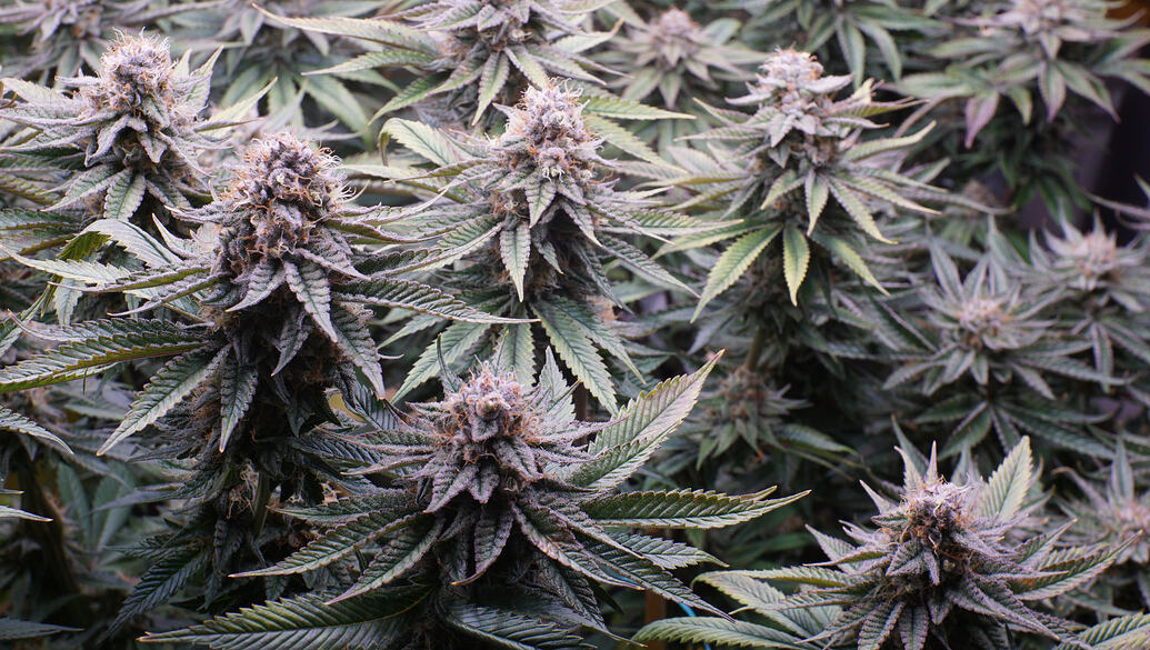 Growreport Bild 22