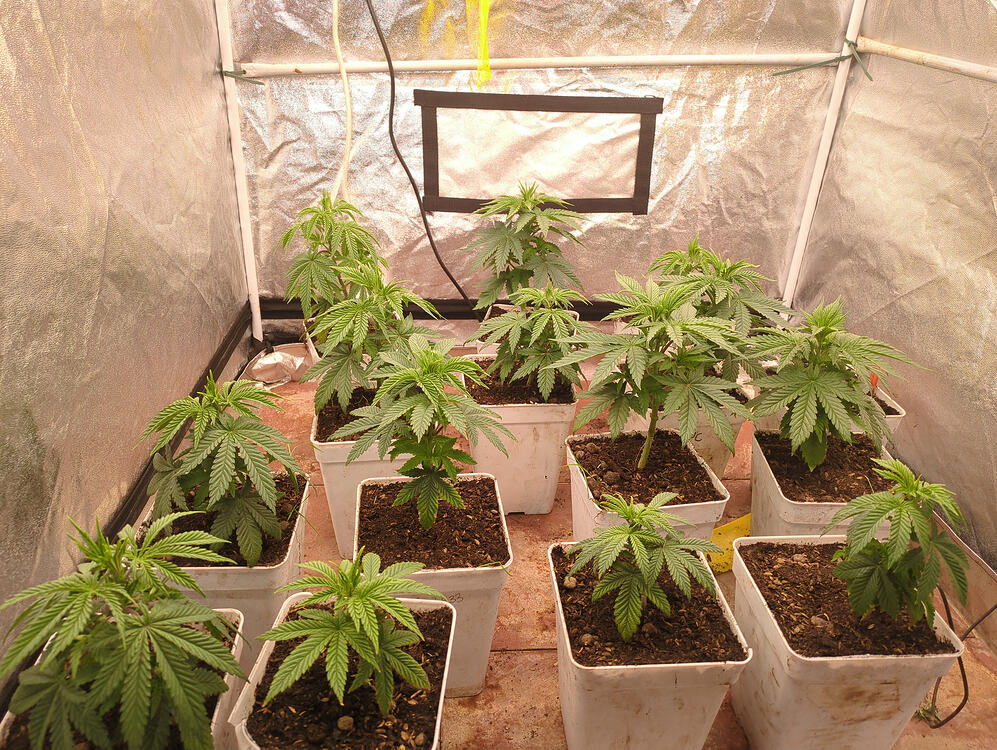 Growreport Bild 5