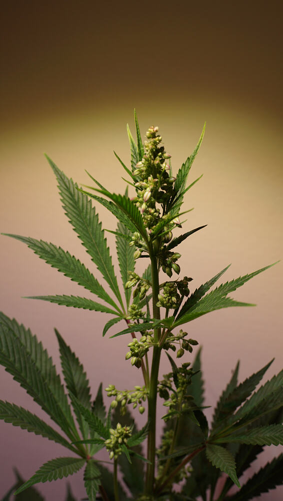 Growreport Bild 4
