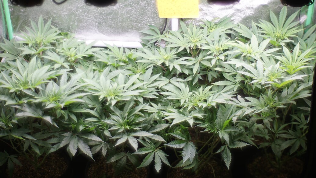 Mehrere Cannabis-Pflanzen in einer Growbox während der frühen Blütephase.