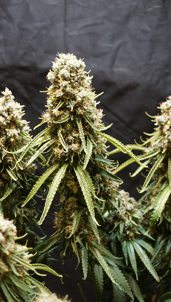 Growreport Bild 3