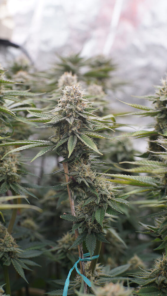 Growreport Bild 2