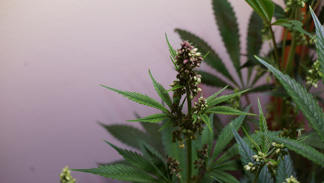 Growreport Bild 5