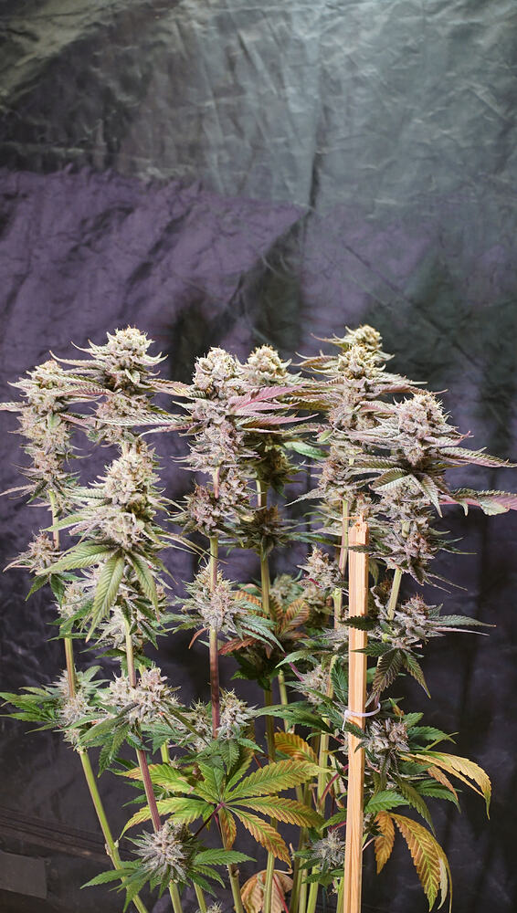 Growreport Bild 11