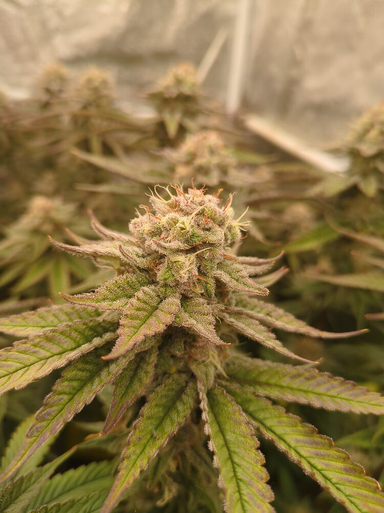Growreport Bild 6
