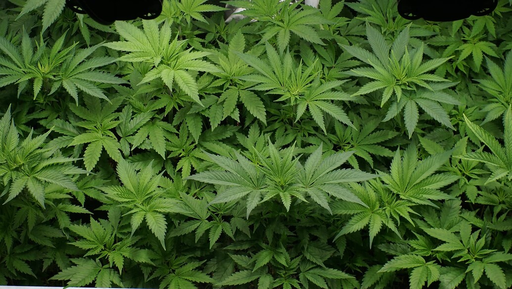 Growreport Bild 8