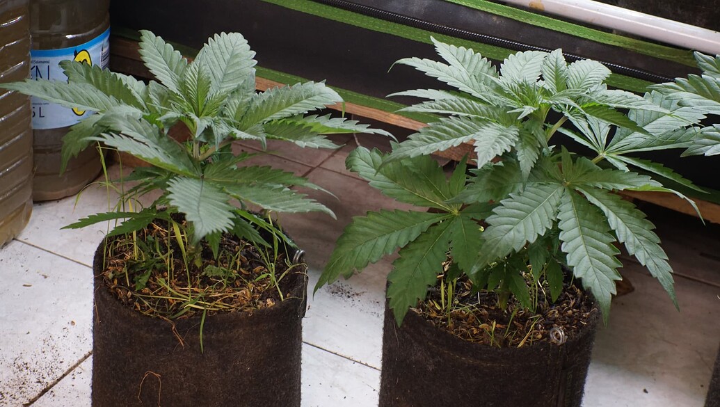 Growreport Bild 12
