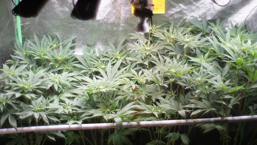 Mehrere Cannabis-Pflanzen in einem rechteckigen Grow-Zelt, die sich in der frühen Blütephase befinden.